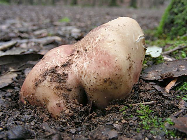 Russula vesca